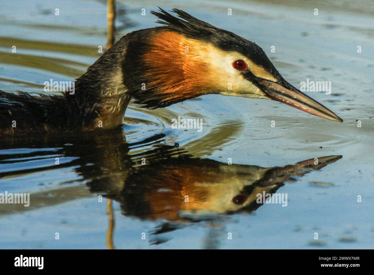 Porträt des Riesenkampfers, See Neuchâtel, Schweiz (Podiceps cristatus) Stockfoto