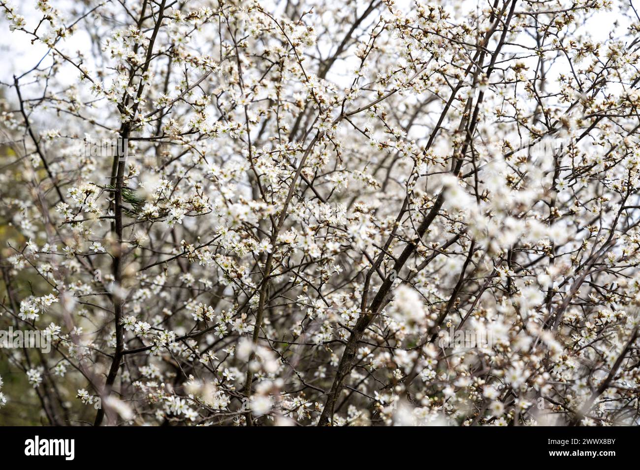 Masse winziger Weißdornblüten auf einer Reihe von Sträuchern in der englischen Landschaft im Frühjahr. Stockfoto