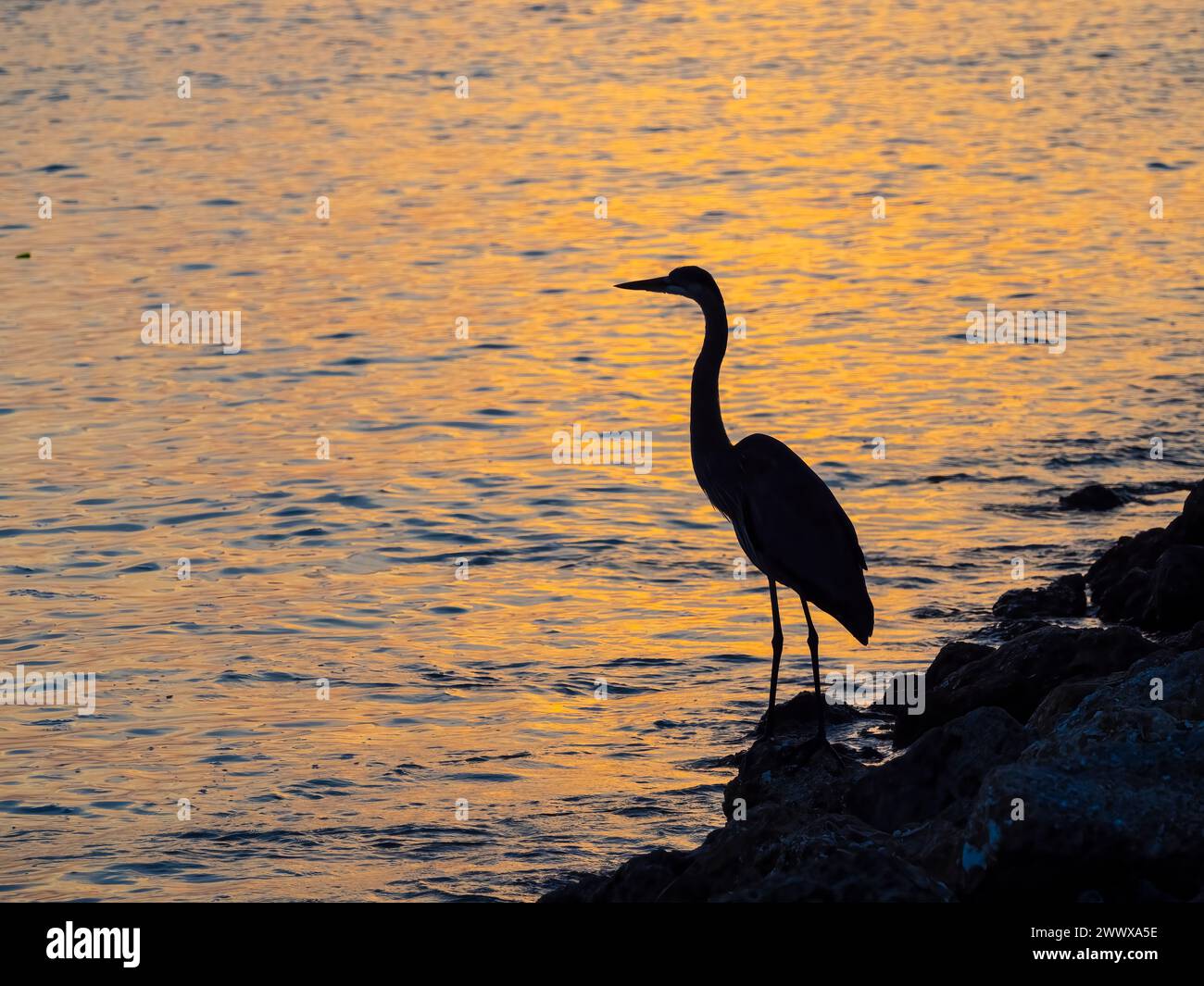 Great Blue Heron Silhouetten aganisches Sonnenuntergangslicht im Wasser des Gulf Intracoastal Waterway in Nokomis Florida USA Stockfoto