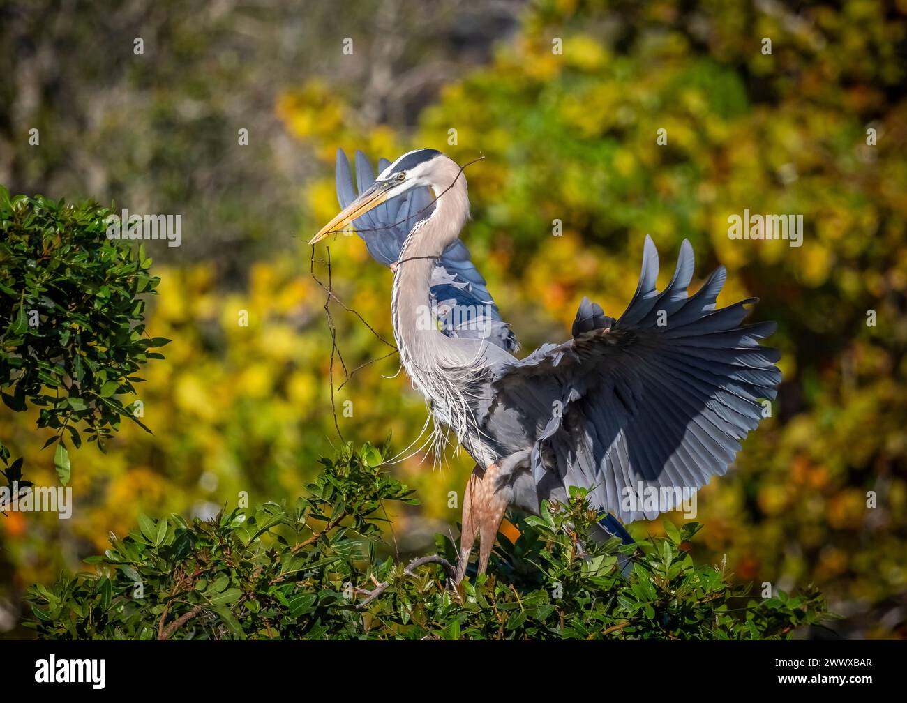 Great Blue Heron Gay Zweige für Nestbau in der Venice Bird Rookery in Venice Florida USA Stockfoto
