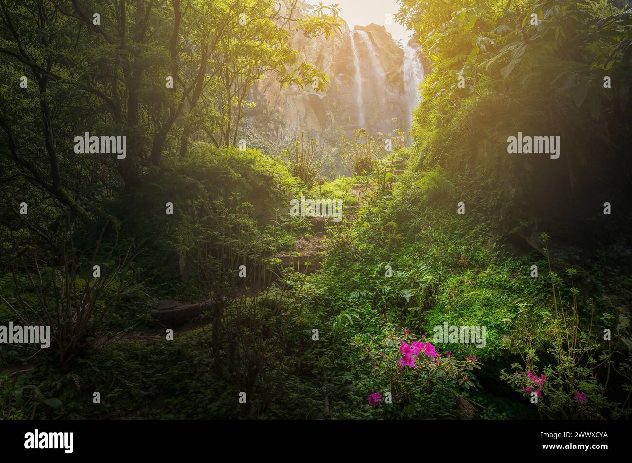 Entdecken Sie Salto da Farinhas, ein verstecktes Juwel in den üppigen Wäldern von Sao Miguel, wo ein sanfter Wasserfall einen friedlichen Rückzugsort inmitten von lebendigem Grün und flo schafft Stockfoto