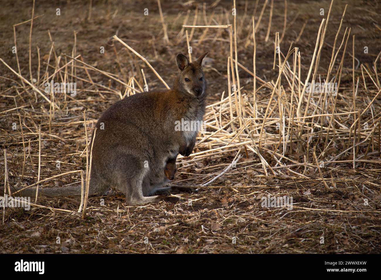 Sumpfwallaby (Wallabia bicolor), auch bekannt als das schwarze Wallaby. Wildtiere. Stockfoto