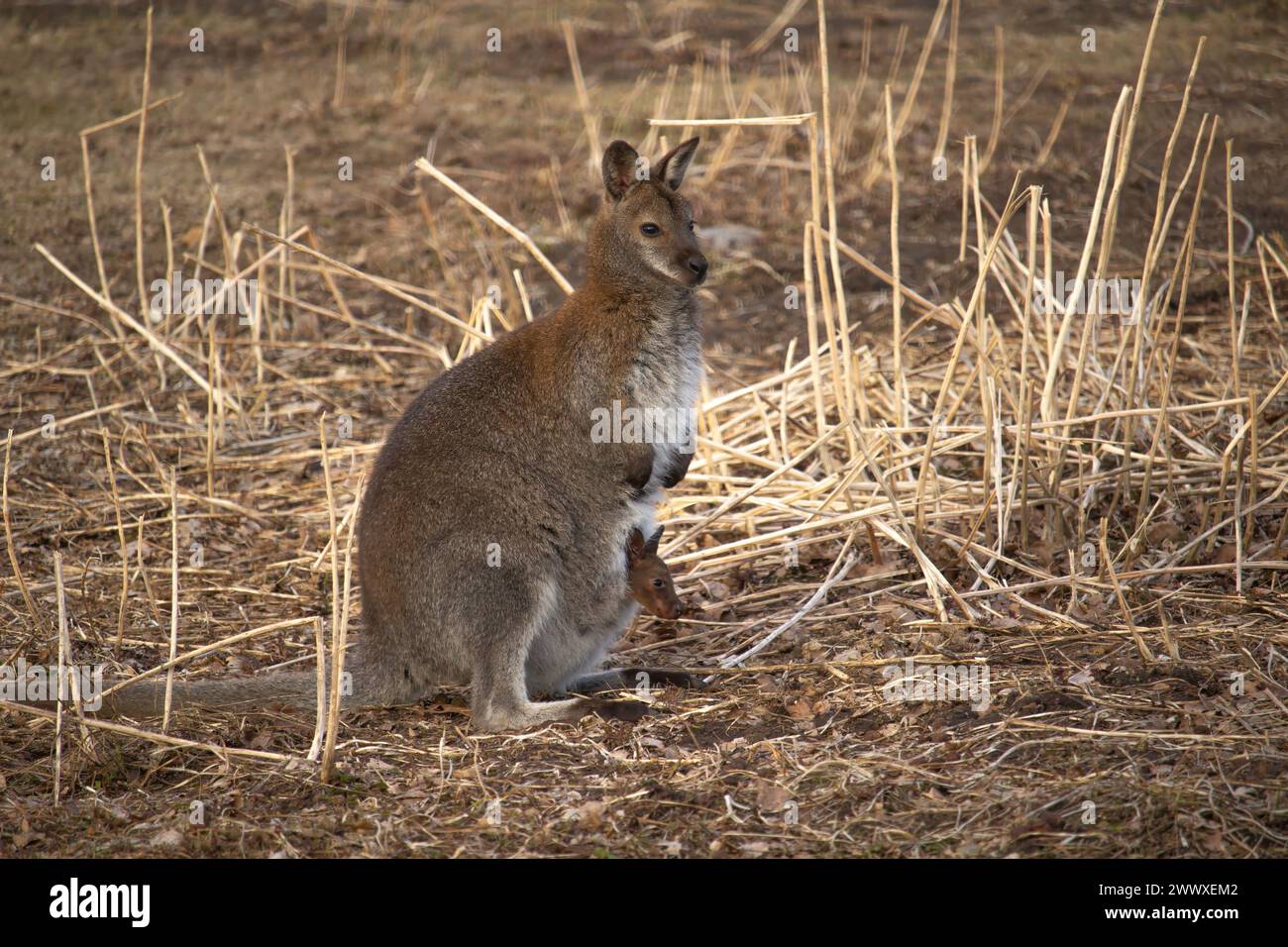 Sumpfwallaby (Wallabia bicolor), auch bekannt als das schwarze Wallaby. Wildtiere. Stockfoto