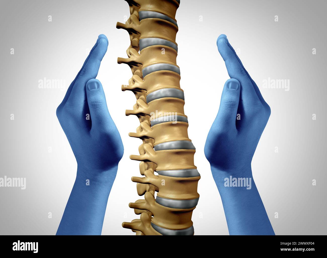 Chiropraktik und Osteopathie oder Chiropraktiker und Osteopathen als medizinisches Fachpersonal für die Therapie des Wirbelsäulennervensystems und des Bewegungsapparates rel Stockfoto