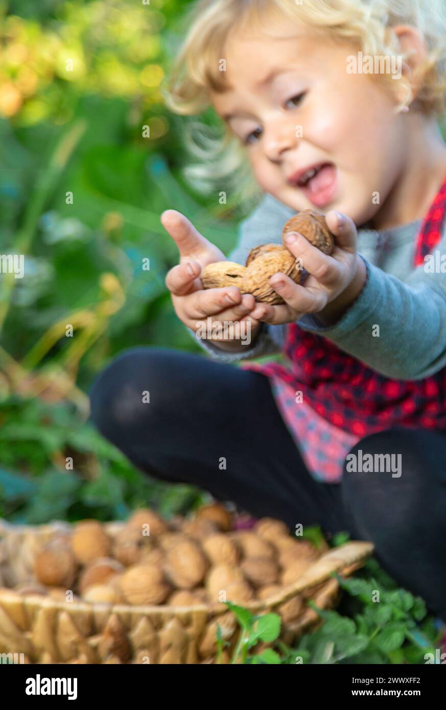 Ein Kind erntet Nüsse im Garten. Selektiver Fokus. Essen. Stockfoto