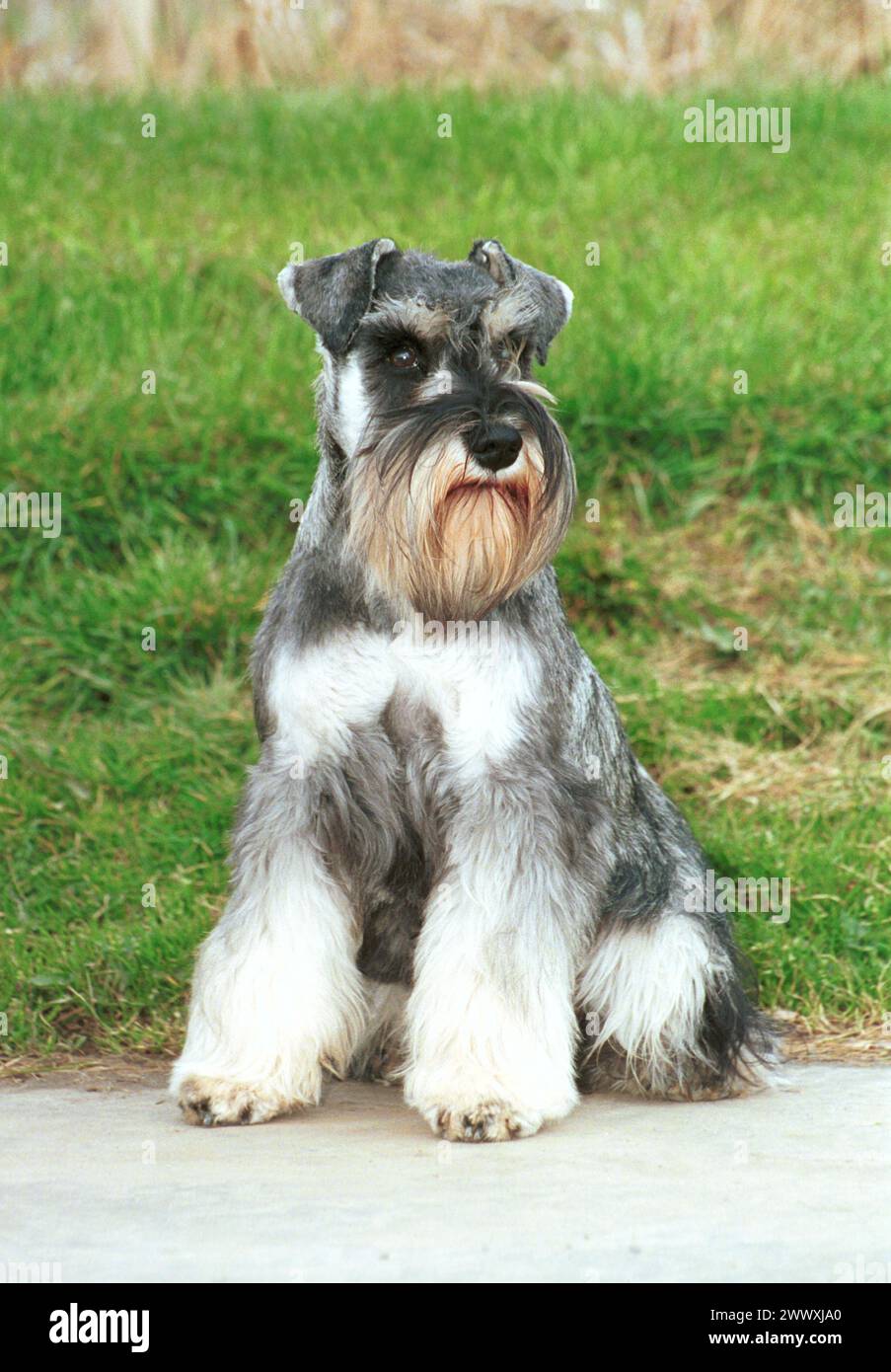 Miniatur Schnauzer Black Silver Sat Vorwärts Stockfoto
