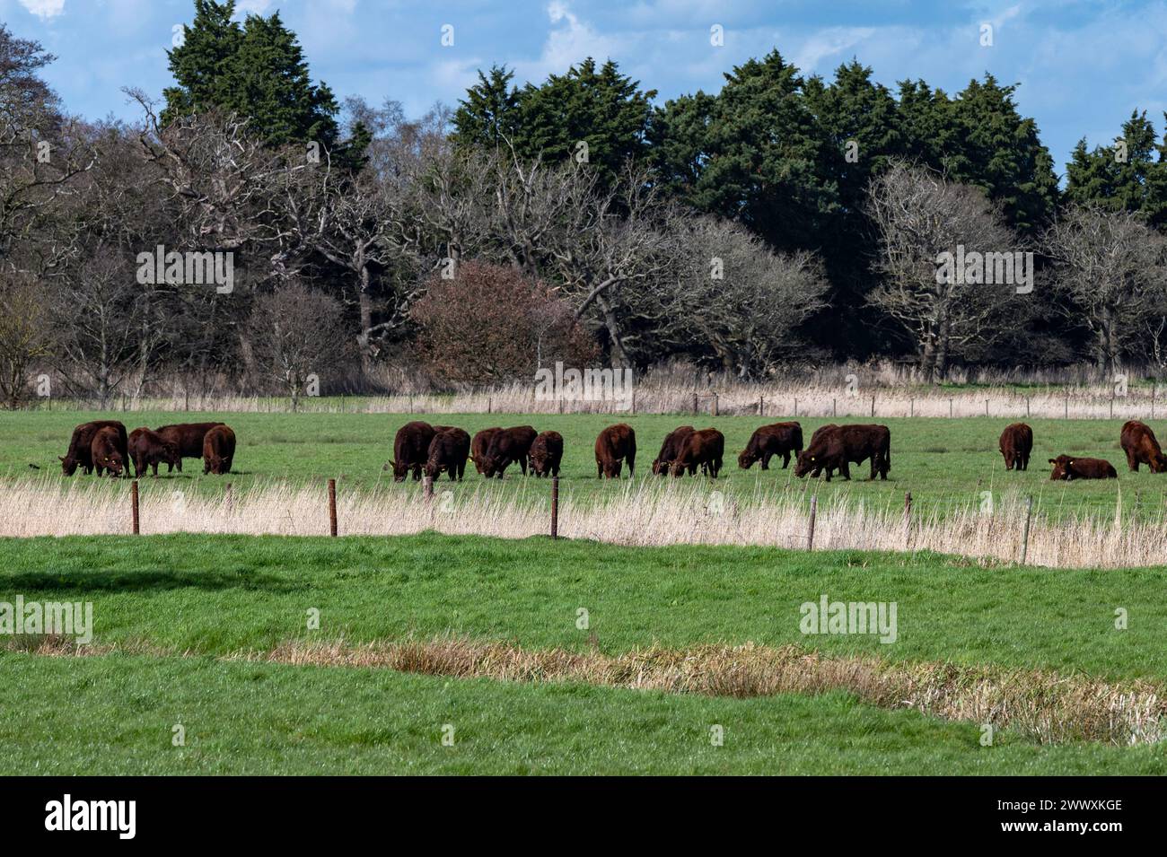 Lincoln Red Cattle Iken Suffolk UK Stockfoto