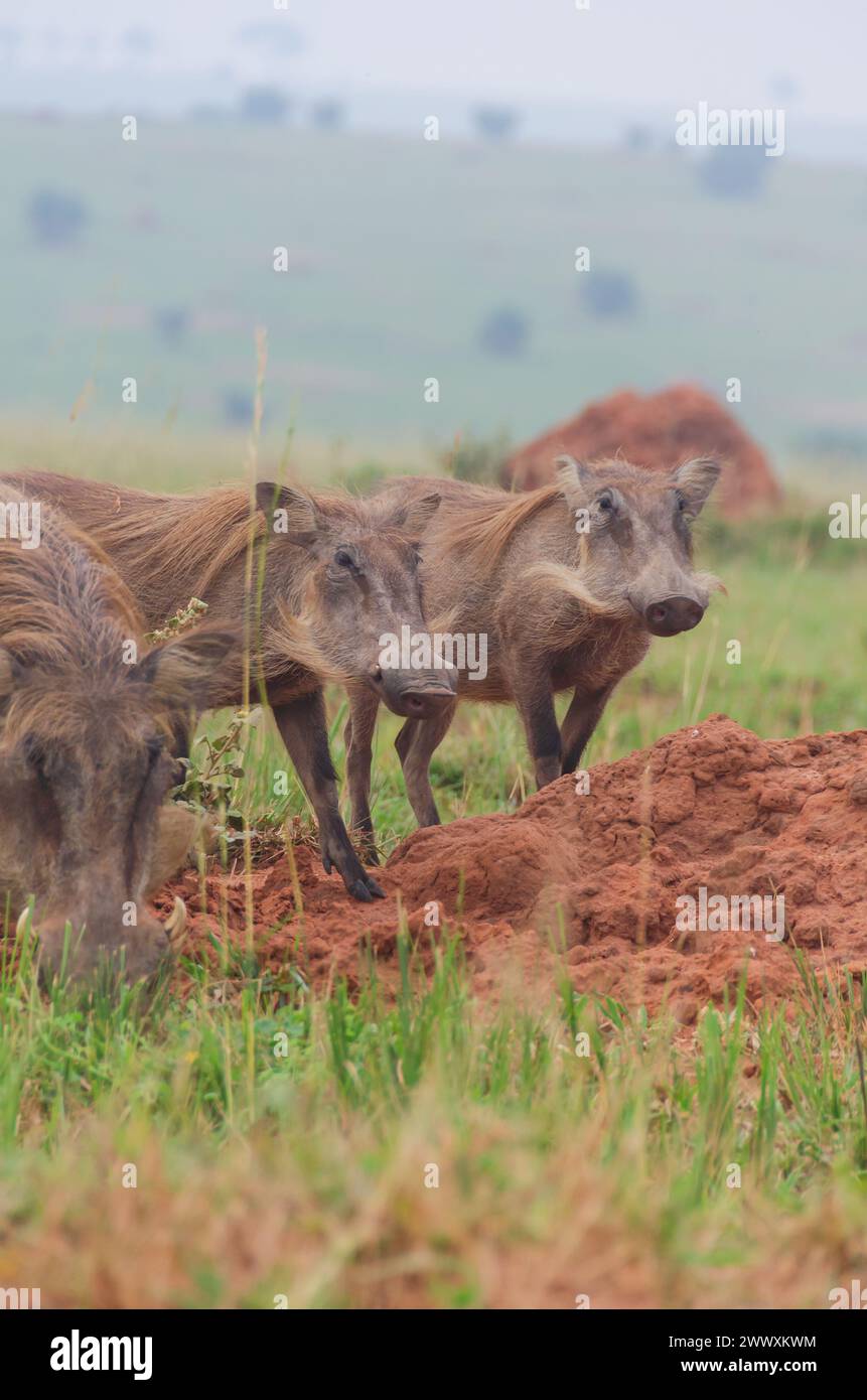 Afrikanisches Warzenschwein, Phacochoerus africanus, Wildtiere. Uganda Safari. Stockfoto