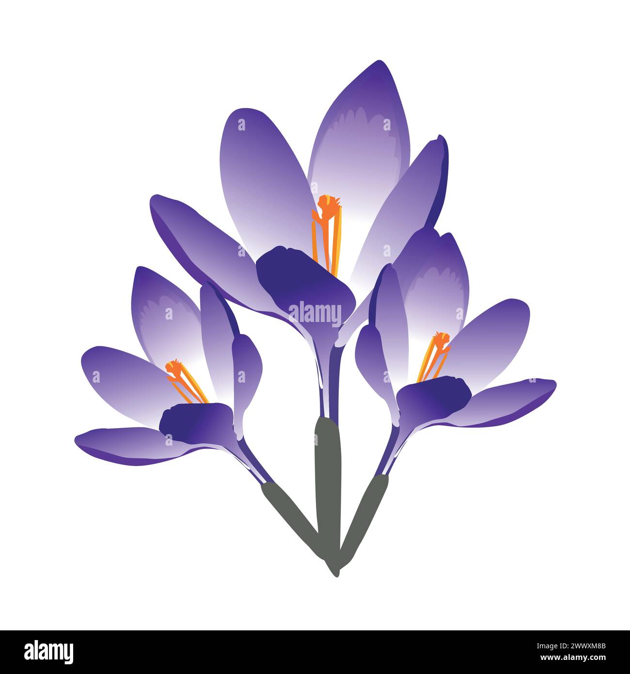 Vektorsatz von violetten Krokusblüten mit Blättern isoliert auf weiß. Cartoon erste Frühlingsblumen in der Reihe für Magazine, Poster, Webseiten. Stock Vektor