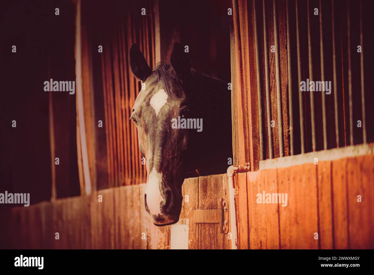 Porträt eines Lorbeerpferdes, das in einem Stall auf einem Bauernhof steht. Landwirtschaft, Viehzucht und Ställe sind wichtige Aspekte der Pferdepflege. Stockfoto