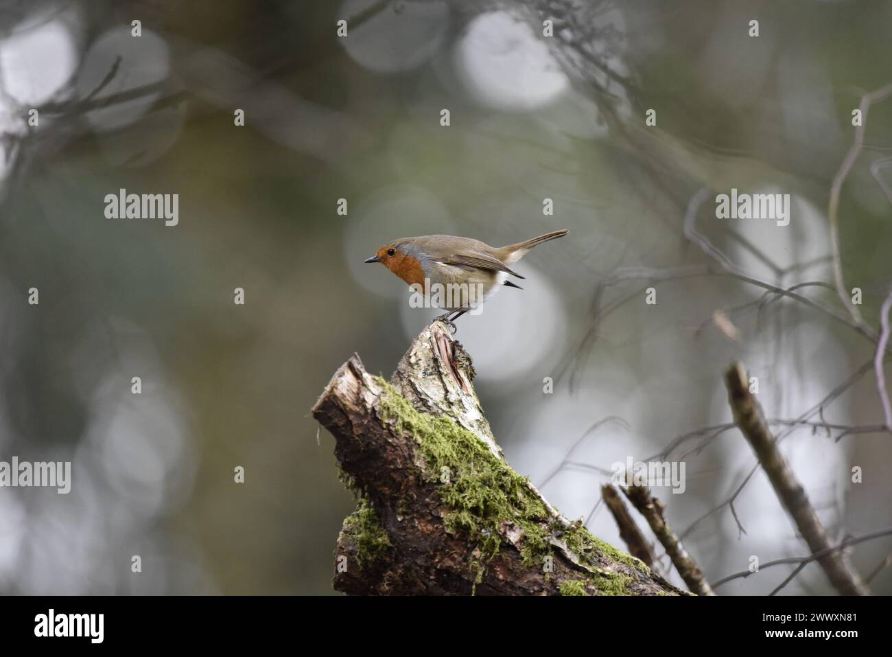 Europäischer Robin (Erithacus rubecula) im linken Profil, Balancing on the Tip of a Mossy Log, against a Bokeh Background, aufgenommen in Wales im Frühjahr Stockfoto