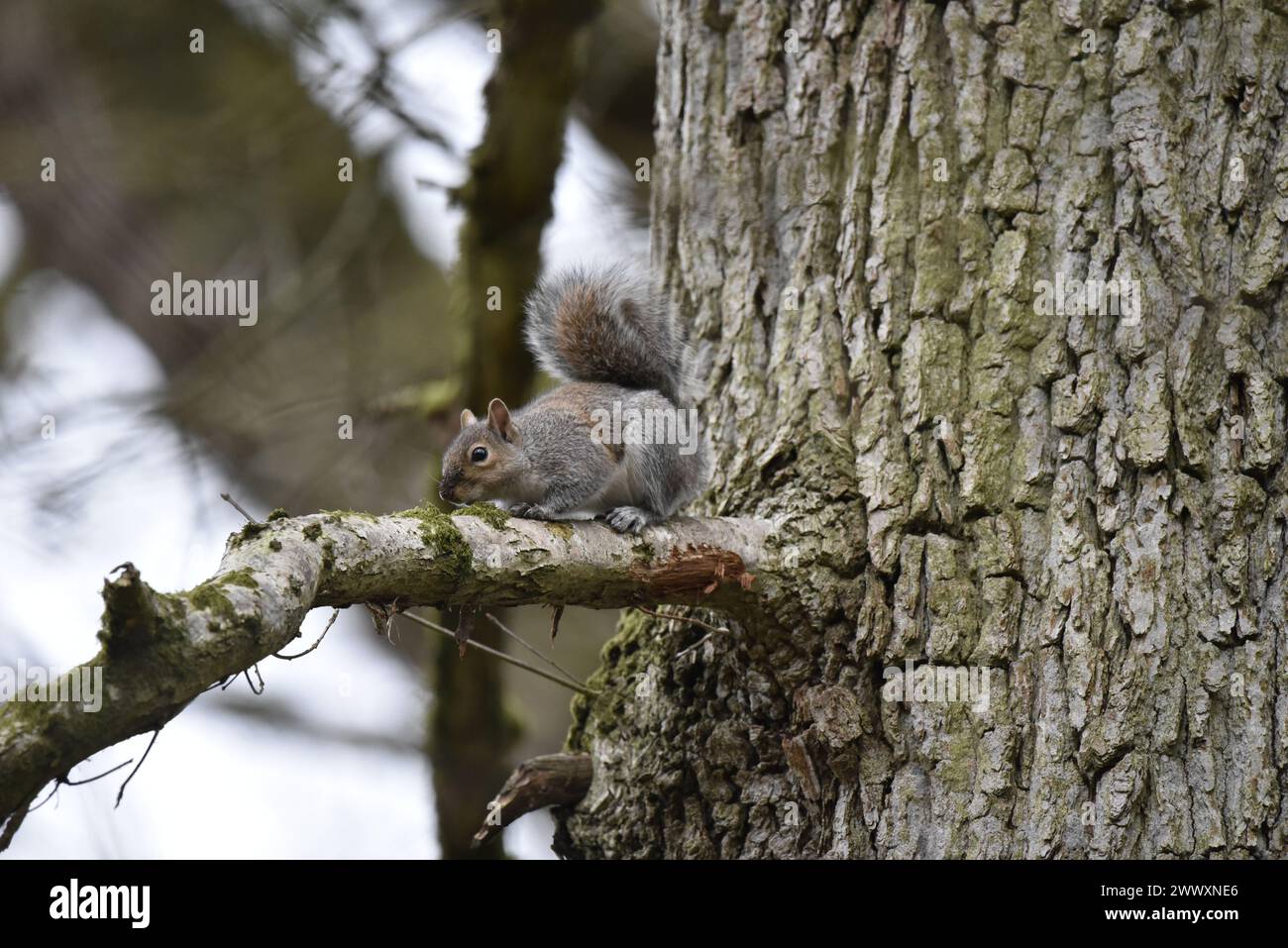 Eastern Gray Eichhörnchen (Sciurus carolinensis) kriecht entlang des Baumzweigs links von Trunk, linke Seite weiter, aufgenommen im Woodland in Mid-Wales, Großbritannien im März Stockfoto