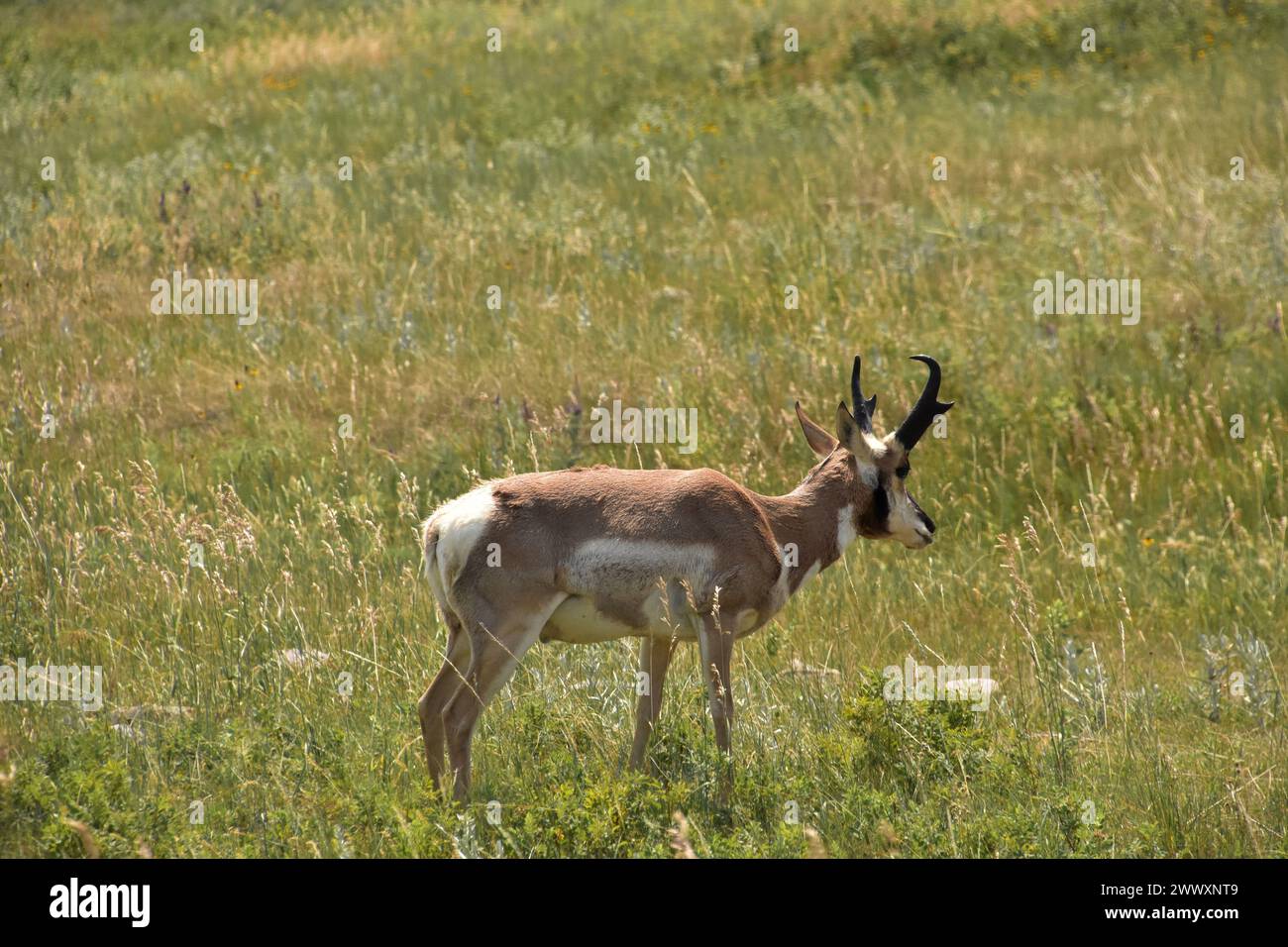 Wunderschöner einsamer Pronghorn Bock, der auf einem Feld weidet. Stockfoto