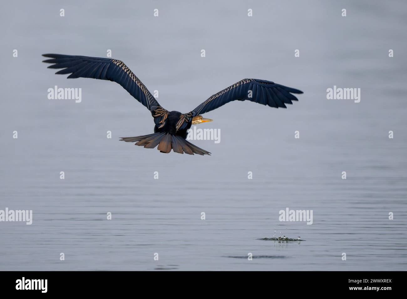 Oriental Darter - Anhinga melanogaster, wunderschöner Sondervogel mit langem Hals von südostasiatischen Seen und Flüssen, Nagarahole Tiger Reserve, Indien. Stockfoto