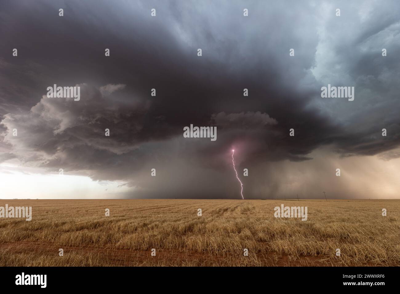 Gewitter mit dunklen Wolken und Blitzen über einem Feld in Texas Stockfoto