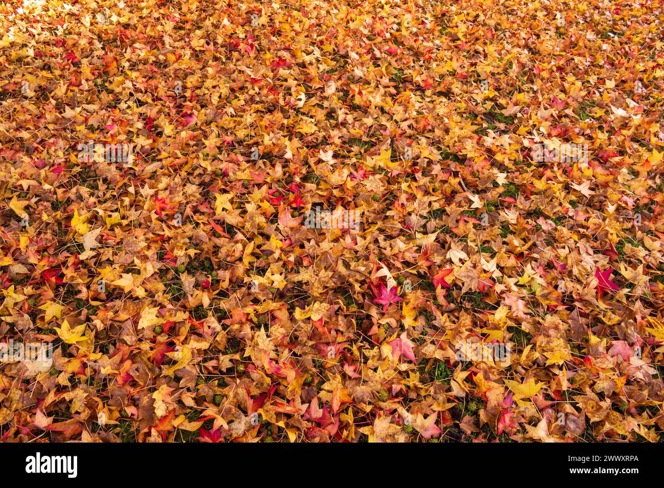 Herbstliches Laub am Boden liegen Stockfoto