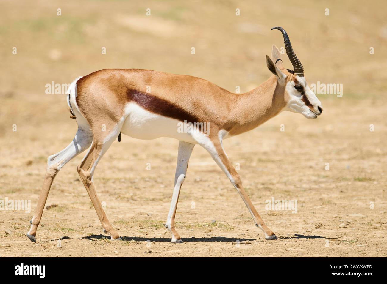 Springbok (Antidorcas marsupialis), Spaziergang durch die Nachspeise, Gefangenschaft, Verteilung Afrika Stockfoto