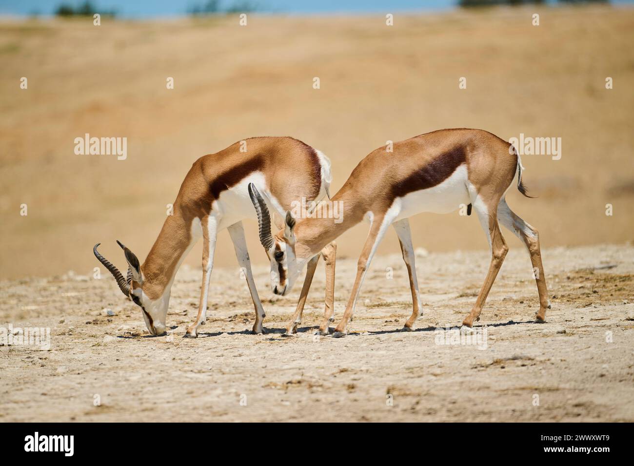 Springböcke (Antidorcas marsupialis), stehend in der Nachspeise, gefangen, Verteilung Afrika Stockfoto