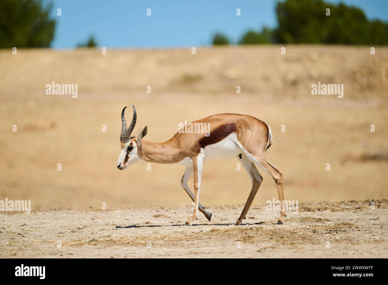 Springbok (Antidorcas marsupialis), Spaziergang durch die Nachspeise, Gefangenschaft, Verteilung Afrika Stockfoto