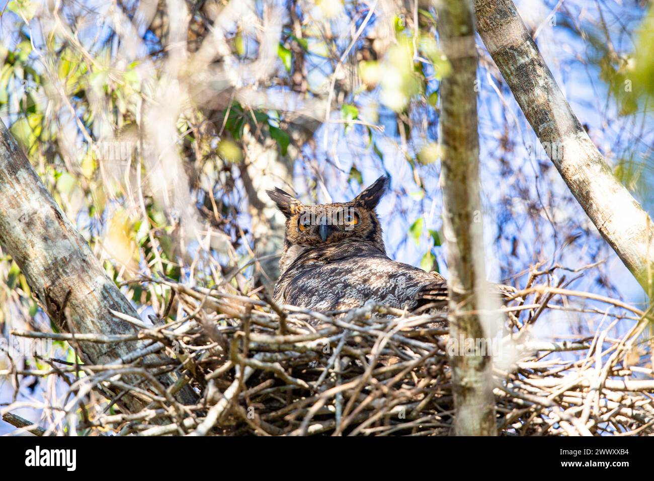 Virginia-Uhu (Bubo virginianus) Pantanal Brasilien Stockfoto