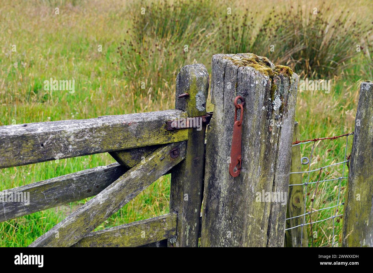 Einfacher rostiger Metallriegel an einem alten hölzernen Tor. Moos und Flechten bedeckten altes Tor und Torpfosten bei einem Sumpffeld in Wiltshire.UK Stockfoto