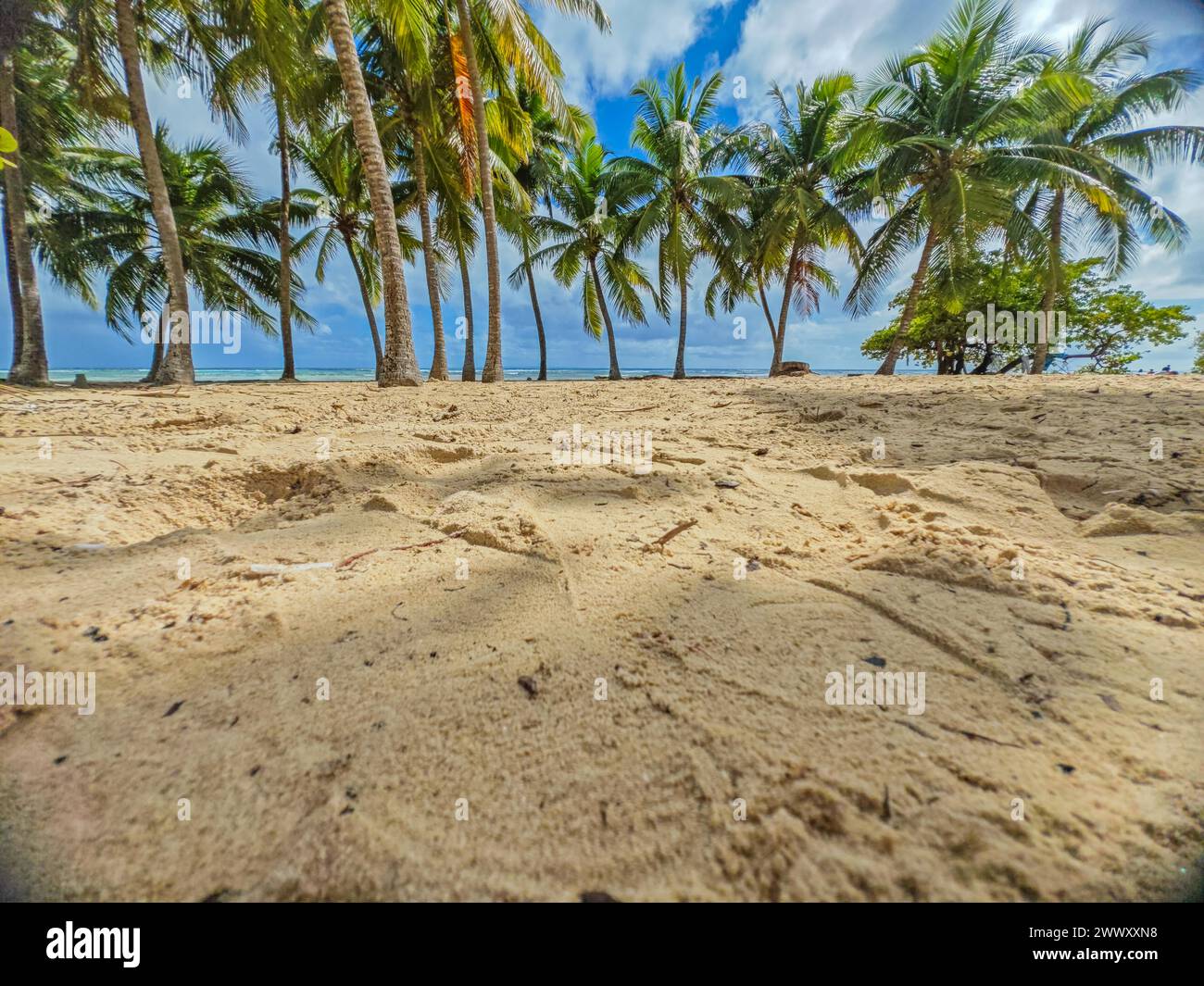 Romantischer karibischer Sandstrand mit Palmen, türkisfarbenem Meer. Morgenlandschaften bei Sonnenaufgang in Plage de Bois Jolan, Guadeloupe, Französisch Stockfoto