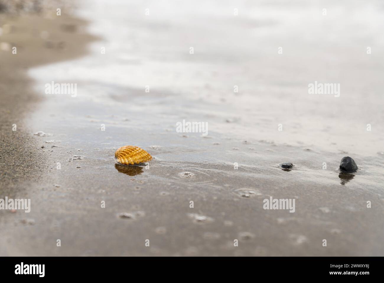 Eine einsame Muschel erhebt sich an einem nassen Sandstrand, während die Flut zurückgeht, und hinterlässt eine strukturierte Oberfläche, die von Wasserblasen und einer nahe gelegenen Stockfoto