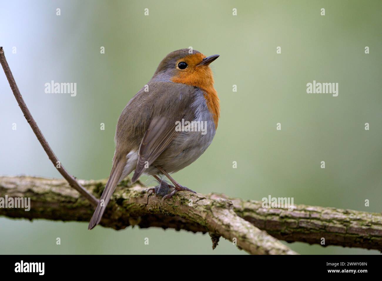 rotkehlchen (Erithacus rubecula), ausgewachsener Vogel, Paarungszeit, Ruhraue, Mühlheim, Ruhrgebiet, Nordrhein-Westfalen, Deutschland Stockfoto