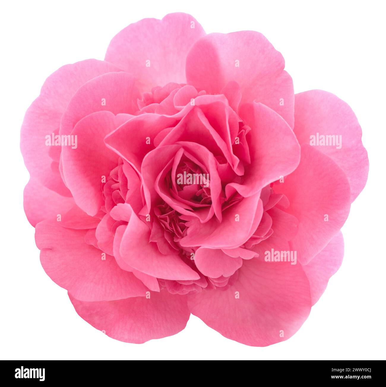Rosa Kamelienblume isoliert auf weißem Hintergrund Stockfoto