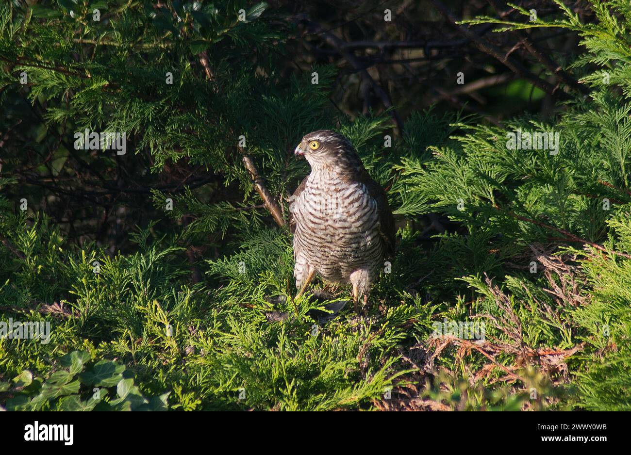 Sparrowhawk mit Tötung, der in Nadelbäumen im direkten Sonnenlicht thront und deutlich Kopf und Gefieder in gutem Licht zeigt Stockfoto