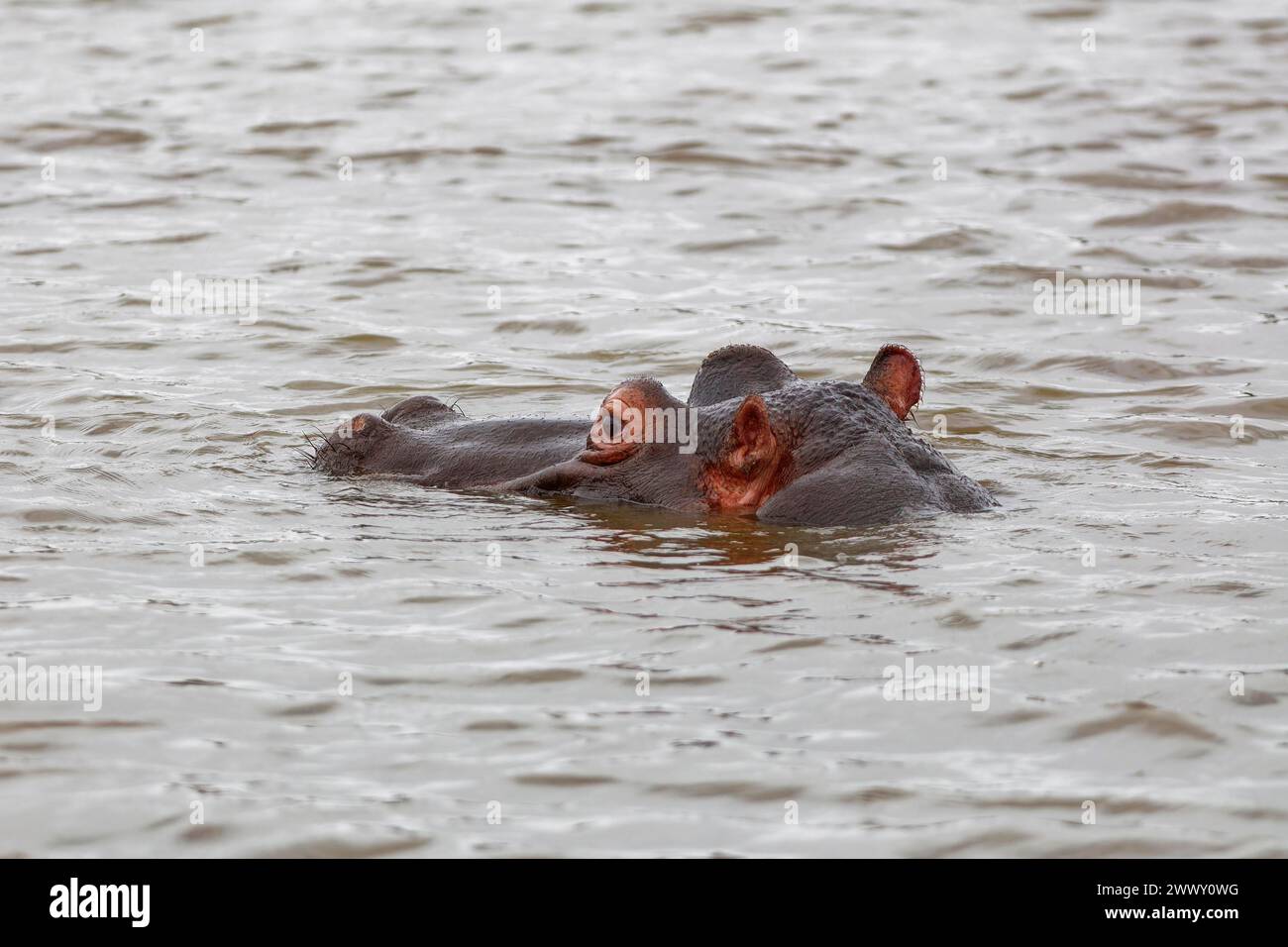 Flusspferde (Hippopotamus amphibius), Erwachsener im Wasser, Nahaufnahme des Kopfes, Sunset Dam, Kruger-Nationalpark, Südafrika, Afrika Stockfoto