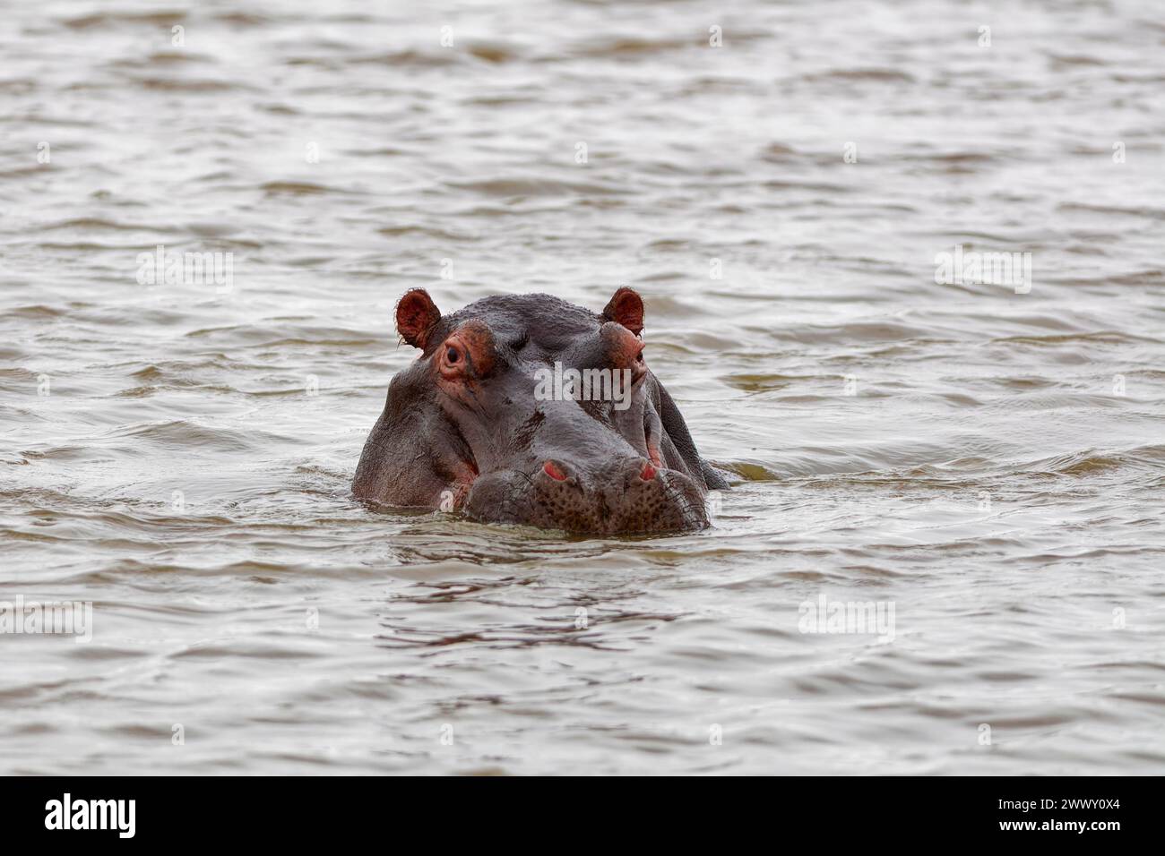 Flusspferde (Hippopotamus amphibius), Erwachsener im Wasser, Blick in die Kamera, Nahaufnahme des Kopfes, Sonnenuntergang-Staudamm, Kruger-Nationalpark, Südafrika, Afrika Stockfoto