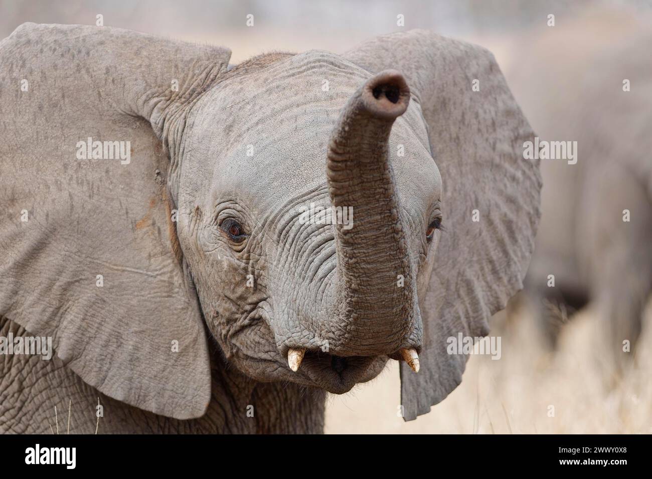 Afrikanischer Buschelefant (Loxodonta africana), männlicher Baby-Elefant, der bei leichtem Regen steht, Tierporträt, Nahaufnahme des Kopfes, Kruger-Nationalpark, South AFR Stockfoto