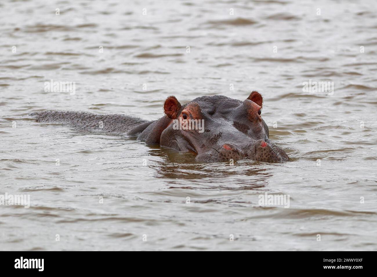 Flusspferde (Hippopotamus amphibius), Erwachsener im Wasser, Blick in die Kamera, Nahaufnahme des Kopfes, Sonnenuntergang-Staudamm, Kruger-Nationalpark, Südafrika, Afrika Stockfoto