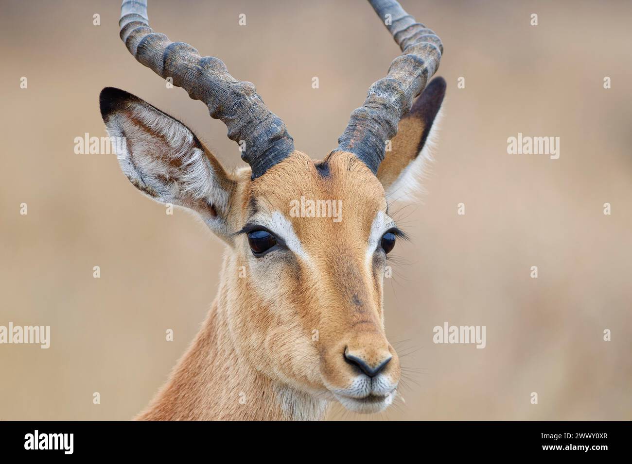 Gemeiner Impala (Aepyceros melampus), männlicher Erwachsener, Nahaufnahme des Kopfes, der Ohren und Hörner, Tierporträt, Kruger-Nationalpark, Südafrika, Afrika Stockfoto