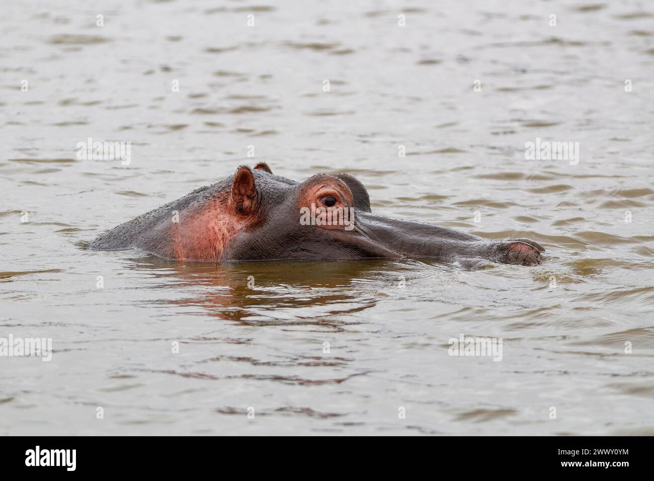 Flusspferde (Hippopotamus amphibius), Erwachsener im Wasser, Nahaufnahme des Kopfes, Profil, Sonnenuntergang-Staudamm, Kruger-Nationalpark, Südafrika, Afrika Stockfoto