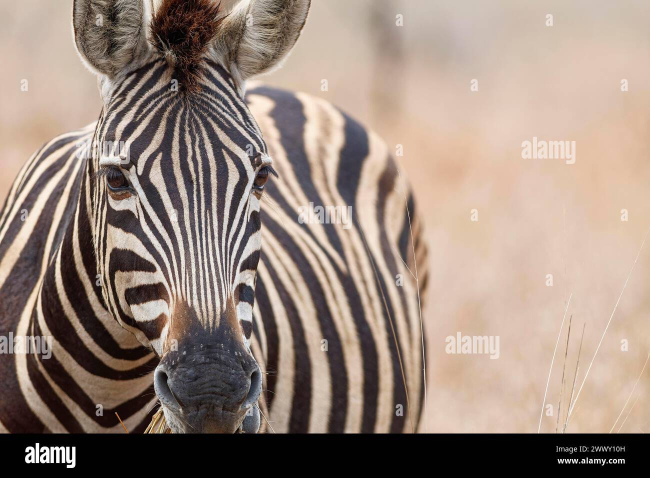 Burchell's Zebra (Equus quagga burchellii), erwachsenes Futter auf trockenem Gras, Nahaufnahme des Kopfes, Tierporträt, Kruger-Nationalpark, Südafrika, Afrika Stockfoto
