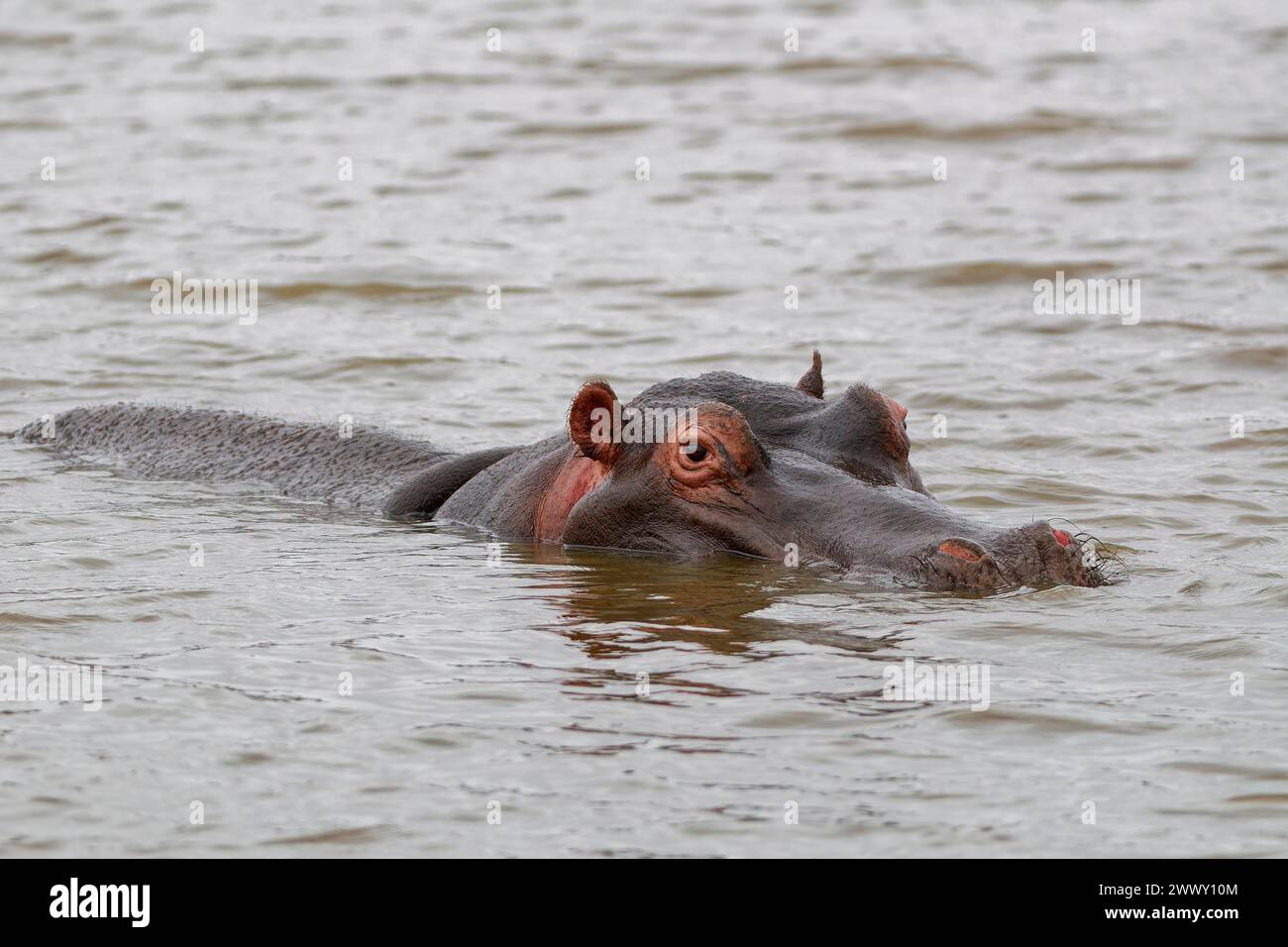 Flusspferde (Hippopotamus amphibius), Erwachsener im Wasser, Nahaufnahme des Kopfes, Sunset Dam, Kruger-Nationalpark, Südafrika, Afrika Stockfoto