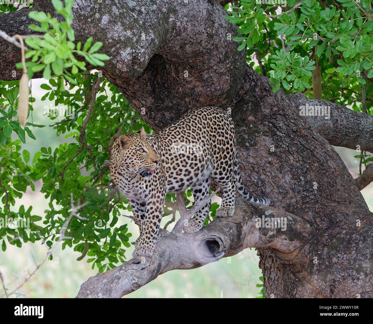 Afrikanischer Leopard (Panthera pardus pardus), Erwachsener, der auf einem Baumzweig steht, nach oben blickt, aufmerksam, Kruger-Nationalpark, Südafrika, Afrika Stockfoto