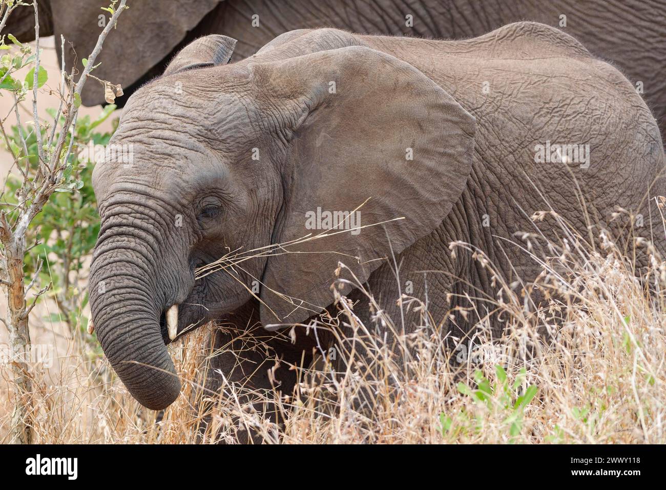 Afrikanische Buschelefanten (Loxodonta africana), Elefantenkälber, die auf trockenem Gras fressen, Nahaufnahme des Kopfes, Kruger-Nationalpark, Südafrika, Afrika Stockfoto