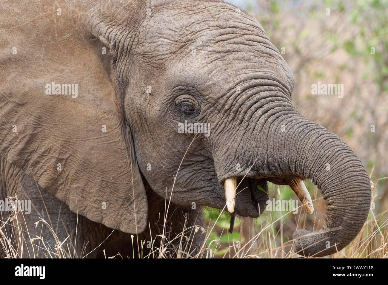 Afrikanischer Buschelefant (Loxodonta africana), Elefantenkalb, die auf trockenem Gras fressen, Nahaufnahme des Kopfes, Kruger-Nationalpark, Südafrika, Afrika Stockfoto