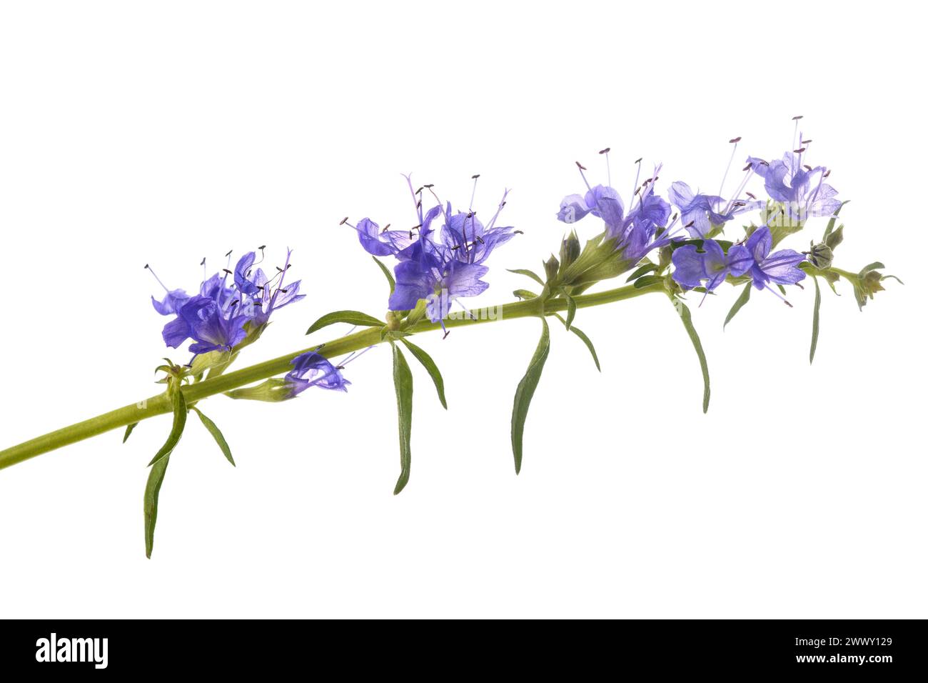 Ysop (Hyssopus Officinalis) Blumen isoliert auf weißem Hintergrund Stockfoto