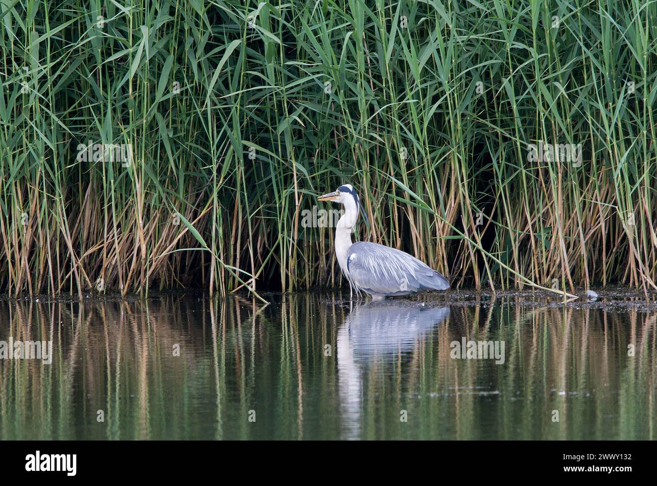 Graureiher, der im Wasser steht und Reflexion zeigt, während er vor dem Hintergrund eines hohen Schilfes steht Stockfoto