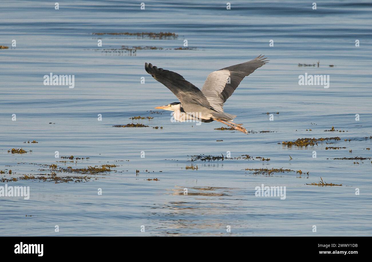 Graureiher im Tiefflug mit beiden Flügeln, die vollständig über offenes Meer ausgestreckt sind Stockfoto