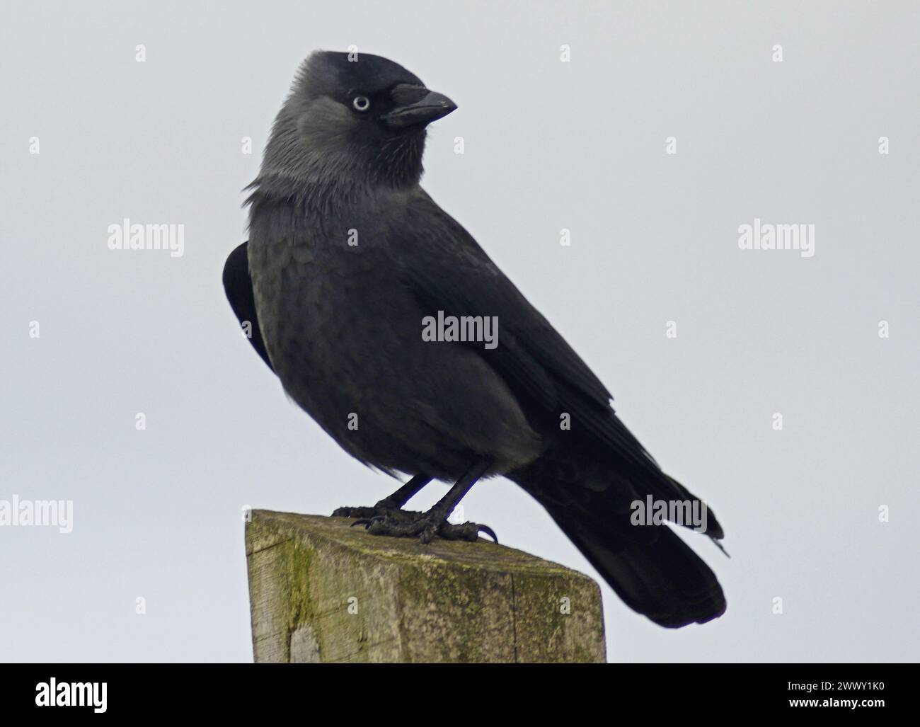 Die Jackdaw in Nahaufnahme steht auf einem Holzpfosten mit nach rechts gedrehtem Kopf, die eine dezente Färbung des Gefieders und des blauen Auges zeigt Stockfoto