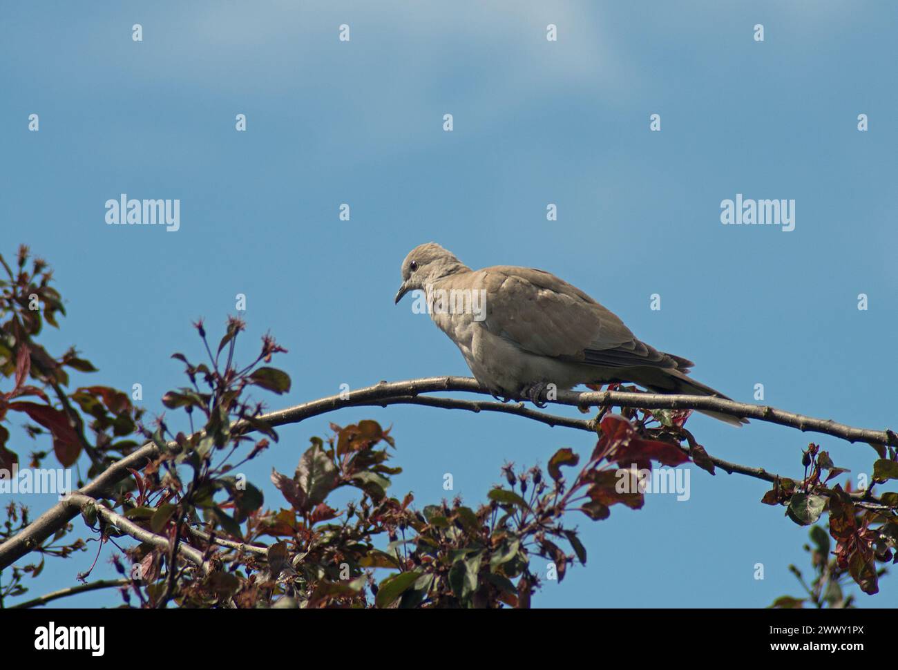 Taube mit Kragen auf einem schmalen Baumzweig vor dem Hintergrund des blauen Himmels Stockfoto