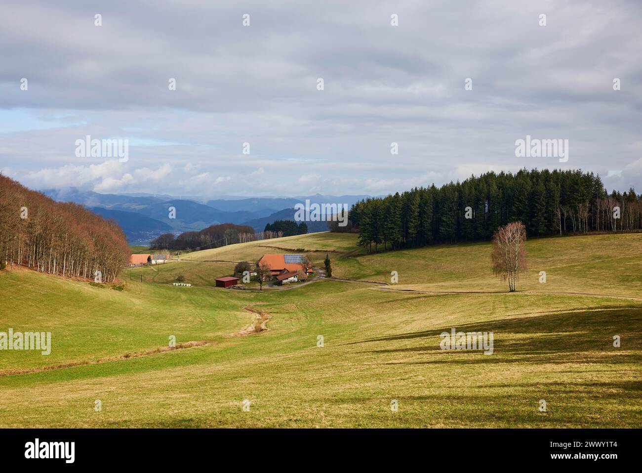 Landschaft im Schwarzwald mit Wiesen, Gehöften, Waldgebieten mit Nadelbäumen und schneebedeckten Hügeln im Hintergrund bei Hofstetten Stockfoto