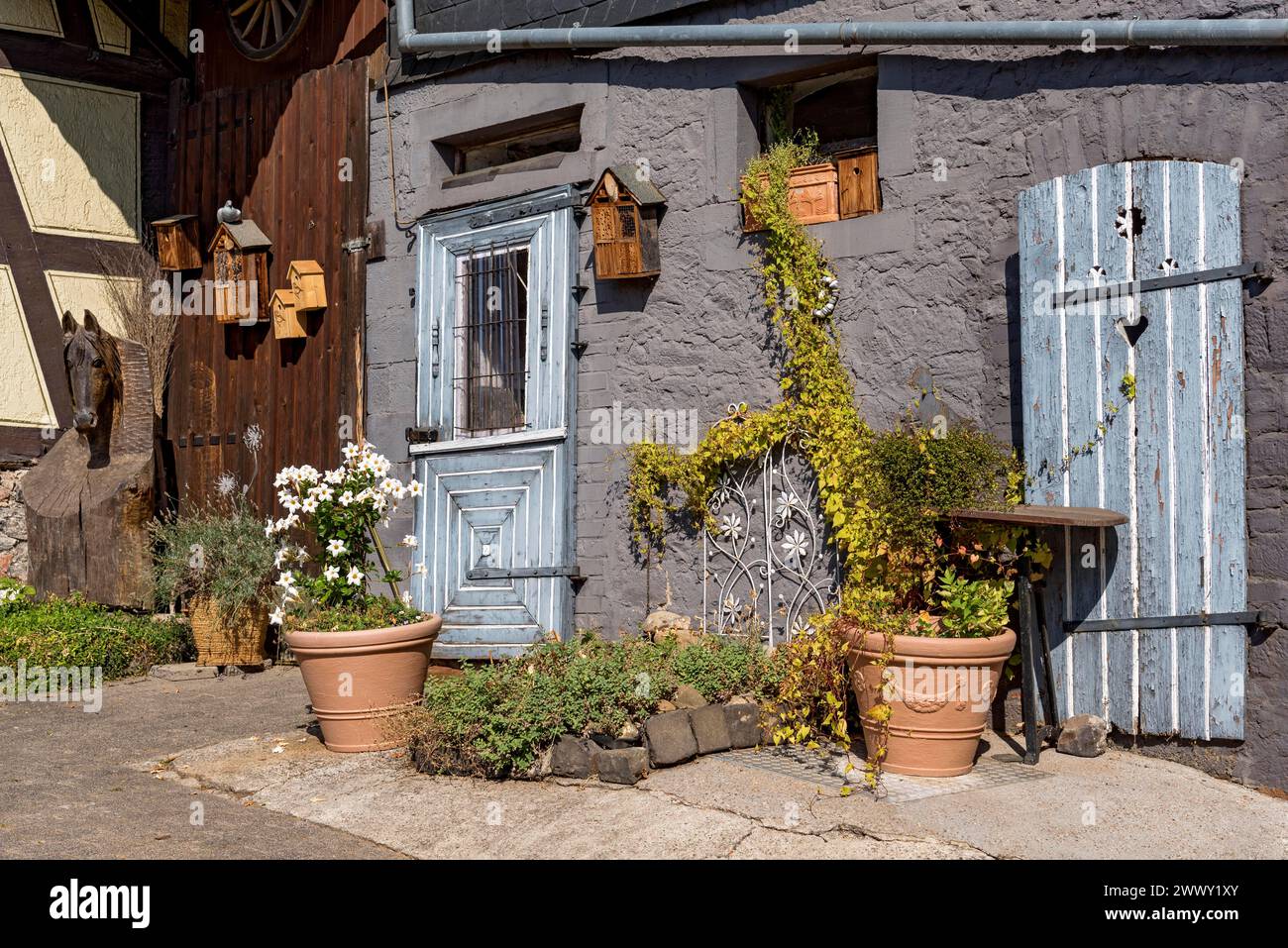 Altes Bauernhaus, Fassade, dekoriert, Blumentöpfe, dipladenia (Mandevilla boliviensis), knotweed (Fallopia baldschuanica), verwitterte Holztür mit Stockfoto