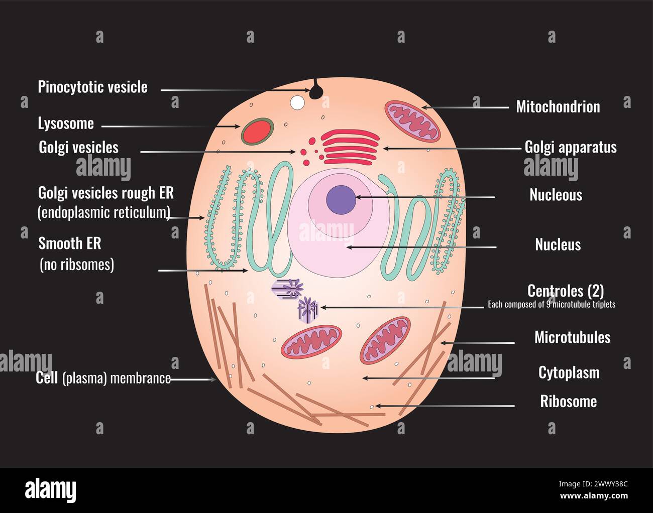 Vektordiagramm einer tierischen Zelle mit Darstellung ihrer verschiedenen Organellen und Strukturen. Stock Vektor