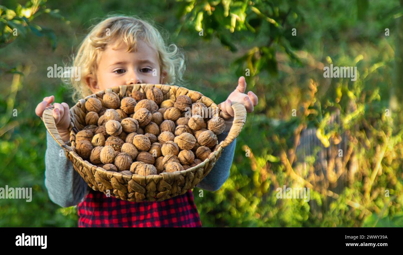 Ein Kind erntet Nüsse im Garten. Selektiver Fokus. Essen. Stockfoto